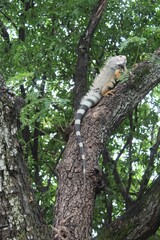 Iguana