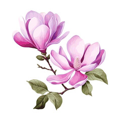 Beautiful magnolia flower branch with leaves watercolor paint on white background
