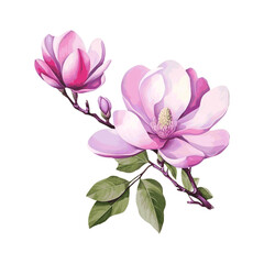 Beautiful magnolia flower branch with leaves watercolor paint on white background © Oleksiy