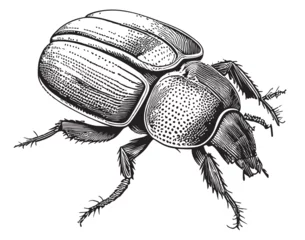 Foto op Plexiglas Beetle insect sketch hand drawn sketch Vector illustration © BigJoy