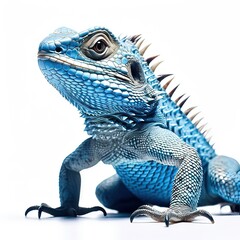 Obraz premium Blue Spiny Lizard