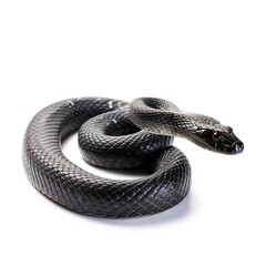 Fototapeta premium Black Rat Snake