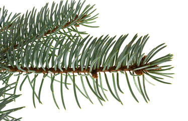 Close up of a green spruce branch showing the detailed plant structure. On a clean background. 