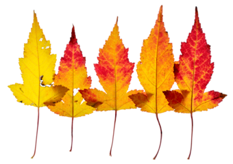 Five yellow, orange, and red Amur Maple leaves arranged in a row. Displaying Autumn colors. On a clean background.
