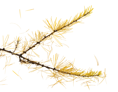 The end of two larch tree twigs with bright golden needles. Displaying Autumn colors. On a clean background. Part of a set of images.
