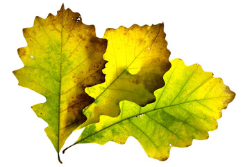 Three yellow to green oak tree leaves arranged in a pattern. Displaying Autumn colors. On a clean background.
