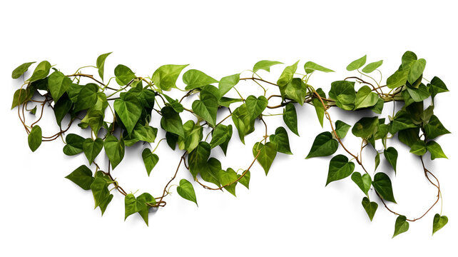 Verdant Javanese Treeline, Grape Ivy (Cissus spp.) Jungle Vine Drapes, Isolated on a transparent Background with Clipping Path. Generative AI