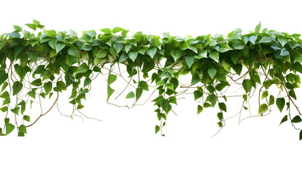 Verdant Javanese Treeline, Grape Ivy (Cissus spp.) Jungle Vine Drapes, Isolated on a transparent Background with Clipping Path. Generative AI - obrazy, fototapety, plakaty