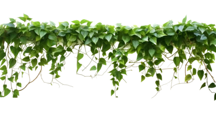 Fotobehang Verdant Javanese Treeline, Grape Ivy (Cissus spp.) Jungle Vine Drapes, Isolated on a transparent Background with Clipping Path. Generative AI © MDNANNU