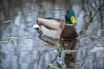 duck in the water