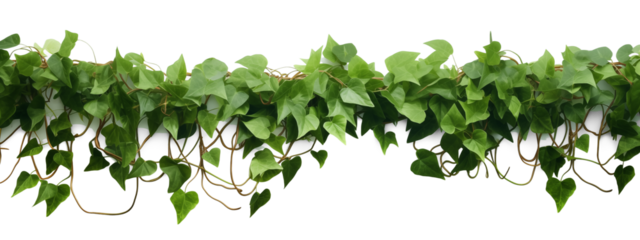 Verdant Javanese Treeline, Grape Ivy (Cissus spp.) Jungle Vine Drapes, Isolated on a transparent Background with Clipping Path. Generative AI