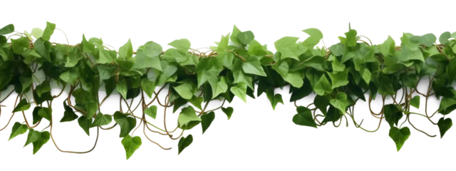 Foto op Canvas Verdant Javanese Treeline, Grape Ivy (Cissus spp.) Jungle Vine Drapes, Isolated on a transparent Background with Clipping Path. Generative AI © MDNANNU