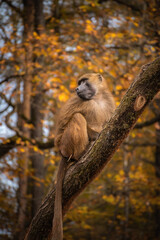 Vertical Portrait of Guinea Baboon in Autumn Zoological Garden. Guinea Monkey on Tree Trunk. Zoo Animal during Fall Season.