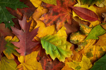 Multi-colored fallen autumn tree leaves