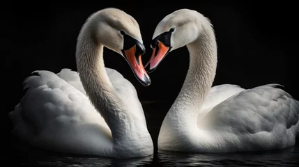 Foto op Plexiglas Two white swans on a black background. Close-up. © John Martin