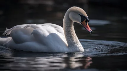 Fototapete Rund swan on blue lake water in sunny day, swans on pond, nature series © John Martin