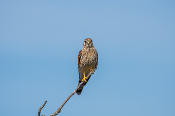 kestrel a bird of prey species belonging to the kestrel group of the falcon family perched on a branch with blue sky in the background