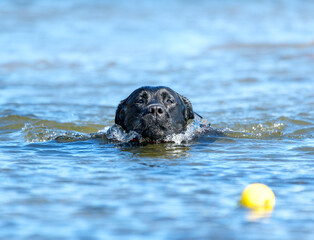 Black Labrador swimming to get yellow ball