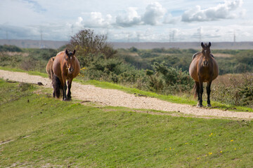 New Forest Ponies on the  Footpath along The Solent Way trail at Lymington Hampshire England 