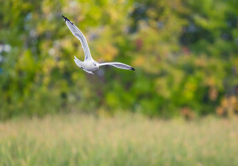 Ring-billed Gull flying in fall colors