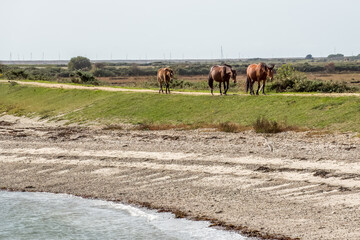 new forest ponies horses trotting on the Footpath along The Solent Way trail at Lymington Hampshire England 