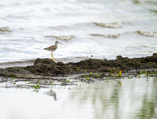 Greater Yellowlegs