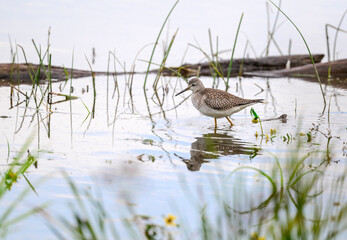 Lesser Yellowlegs