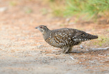Female Spruce Grouse