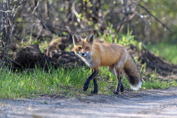 red fox vulpes