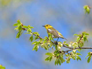 Cape May Warbler