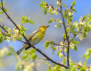 Cape May Warbler in spring