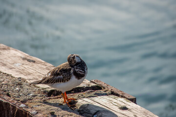 close up portrait of a turnstone perched on a sea wall with the sea blurred in the background