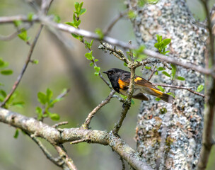 American Redstart