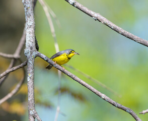 Canada Warbler with a mosquito