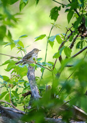 Swainson's Thrush