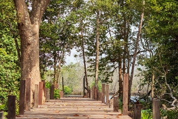 The view of the entrance to Panrita Lopi beach has mangrove and pine trees around it.