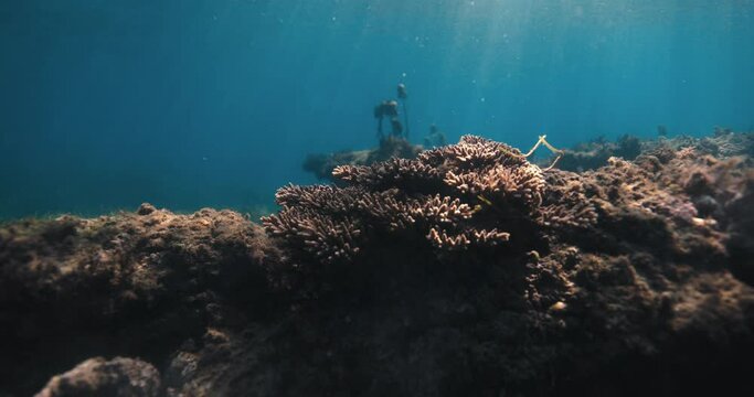 Tropical corals in transparent blue ocean. Ocean beackground