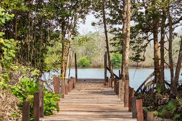 The view of the entrance to Panrita Lopi beach has mangrove and pine trees around it.