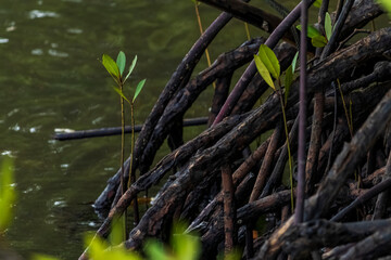 Closeup photo of mangrove roots on Panrita Lopi beach.
