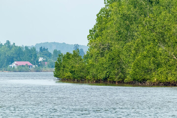 View of the river surrounded by mangrove trees which is the main route to Panrita Lopi beach in Muara Badak.