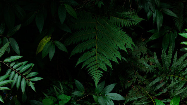 Natureza