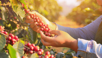 Hands collecting the coffee harvest
