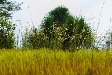 View of the end of Panrita Lopi beach which is still lush with grass and trees.