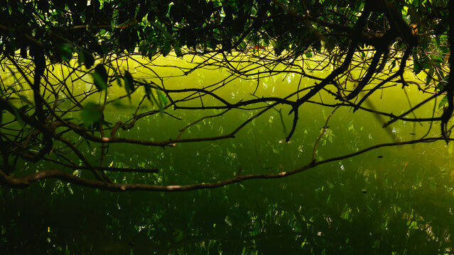 Natureza