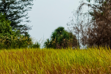 View of the end of Panrita Lopi beach which is still lush with grass and trees.