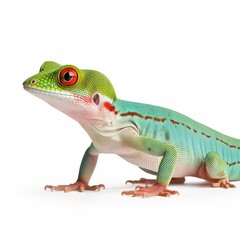 Obraz premium Madagascan Giant Day Gecko