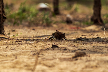 A Sooty-headed bulbul on on the ground looking for food.