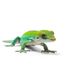 Fototapeta premium Madagascar Day Gecko