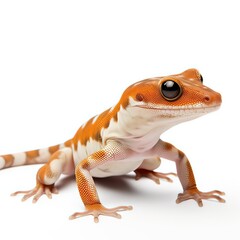 Madagascar Ground Gecko