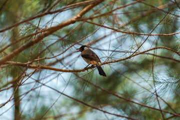A Sooty-headed bulbul on a pine tree against a backdrop of a clear blue sky with beautiful thin clouds.